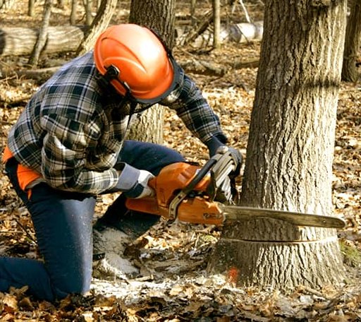 Tree Removal in Corea, ME